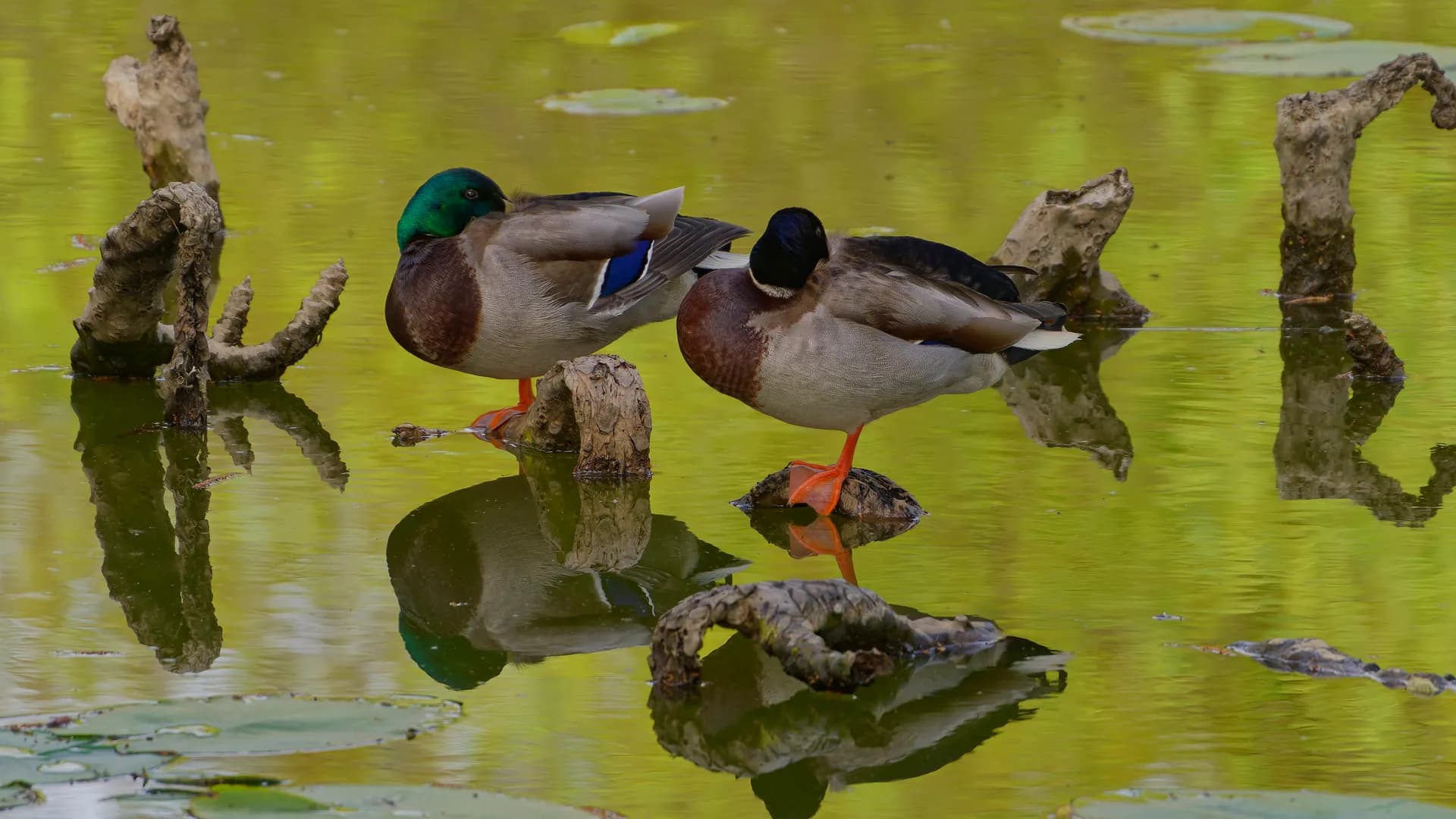 Two mallards mirrored in calm water.