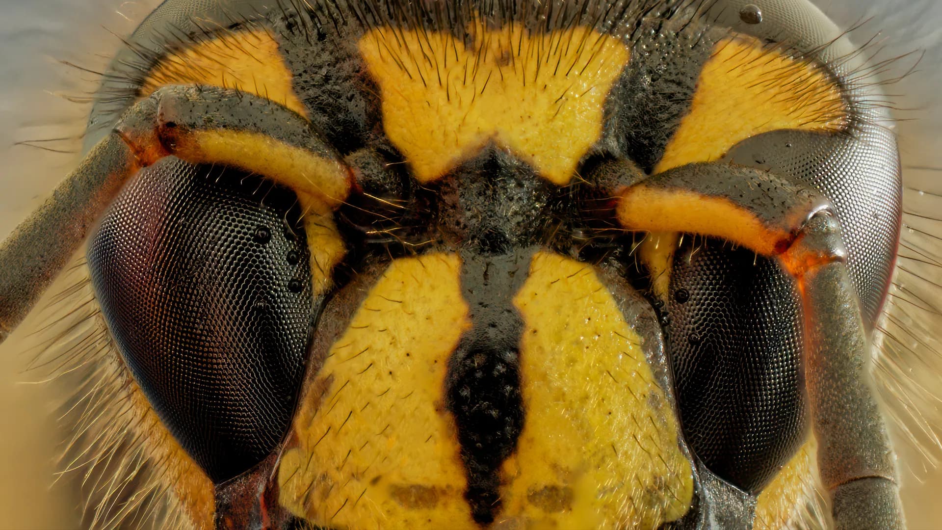 An extreme macro of a wasp face with compound eyes.