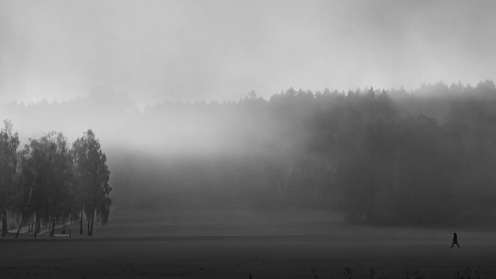Misty birch trees in black and white with a distant walker.