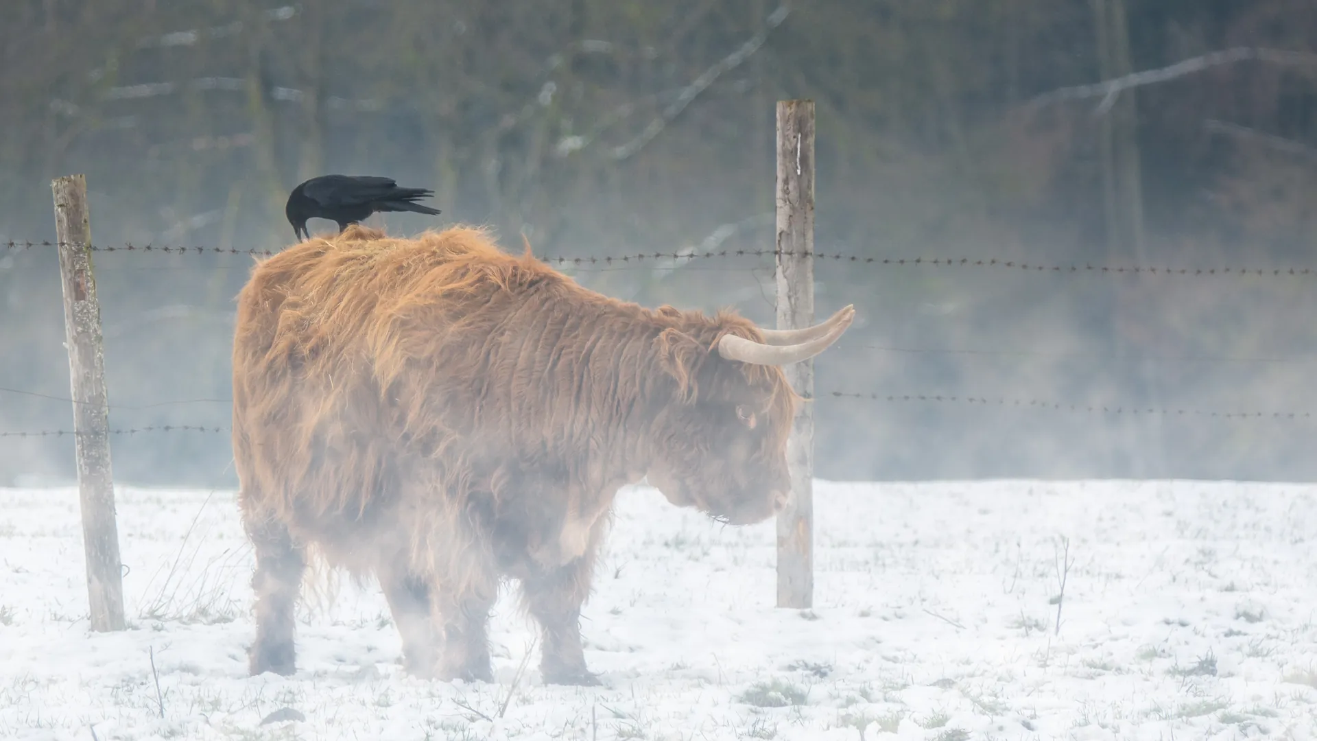 A Highland cow with a crow in snowy mist.
