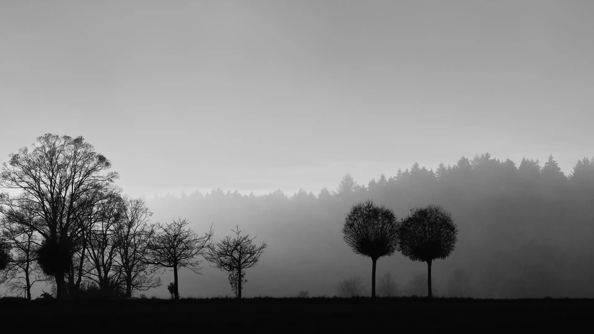 Tree silhouettes over a misty sky in black and white.