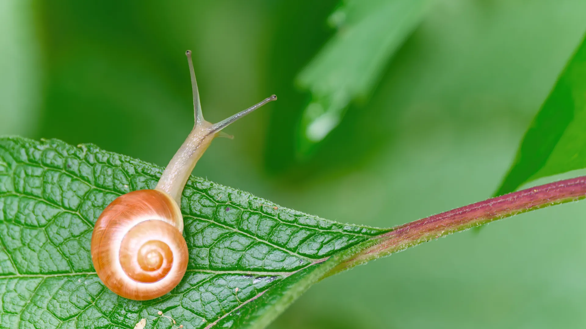 A snail on a leaf, its spiral shell sharp against a soft bokeh background.