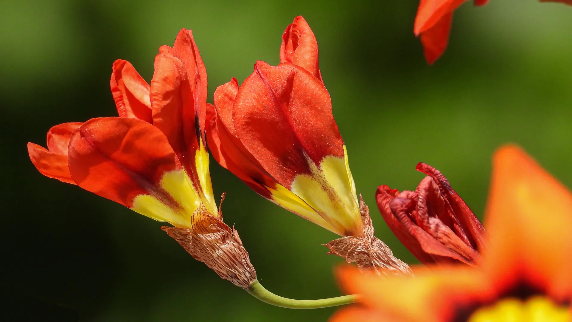 A red crocosmia flower in close-up with natural colour.