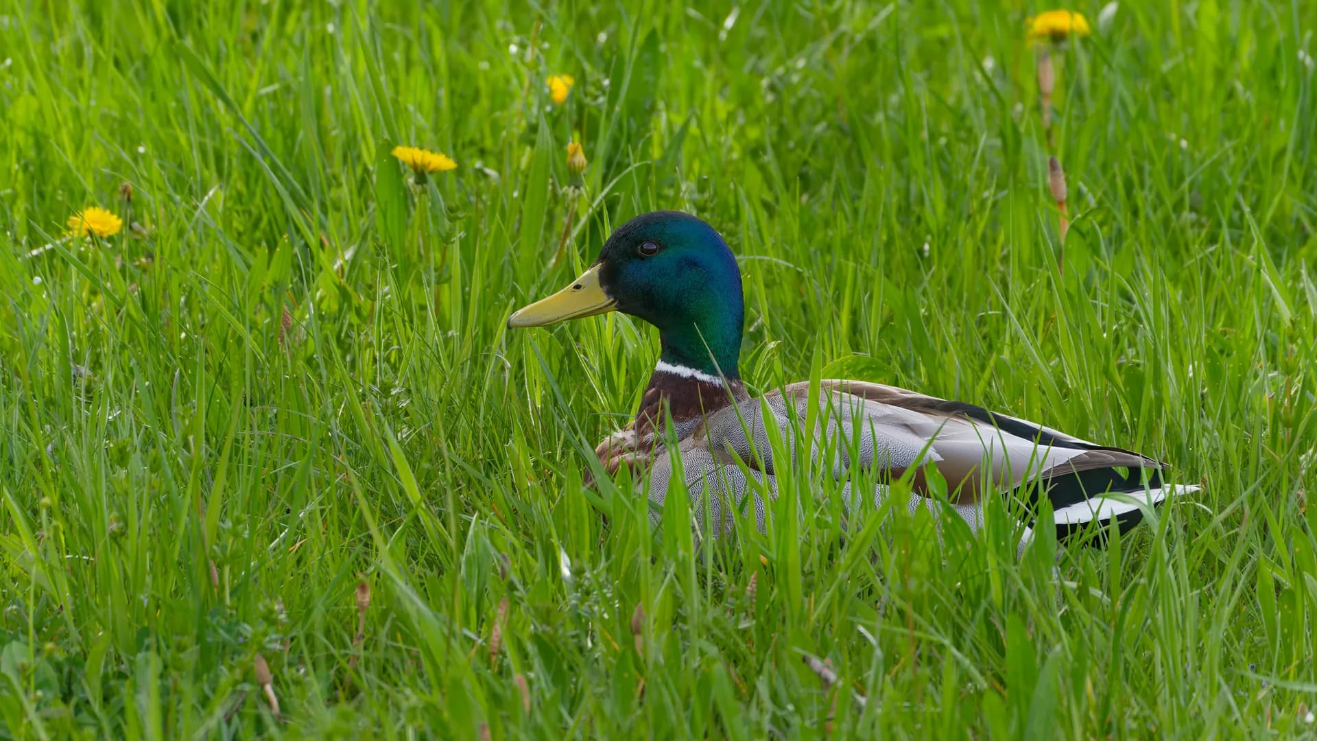 A mallard drake with an iridescent green head.